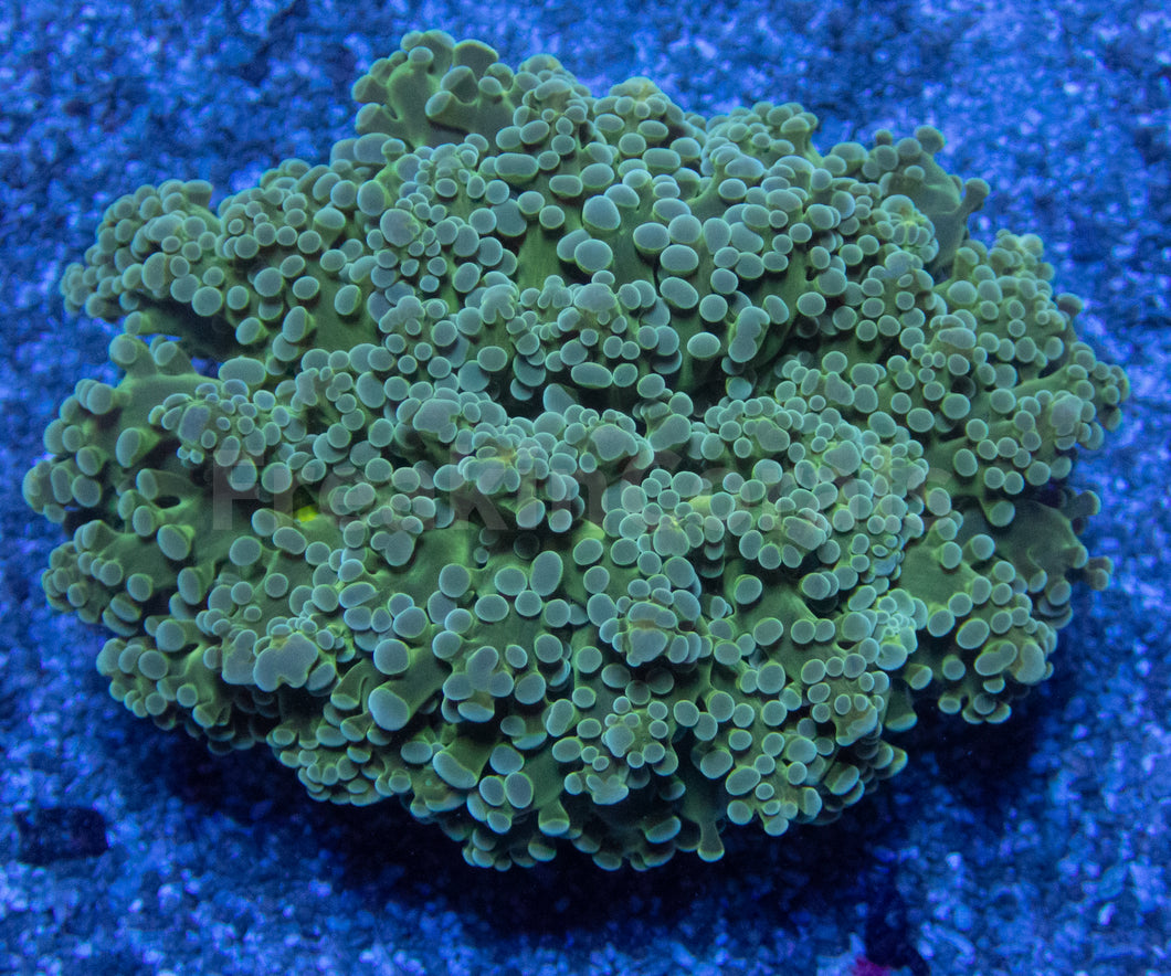 FK Green Troop Frogspawn Euphyllia