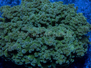 FK Green Troop Frogspawn Euphyllia