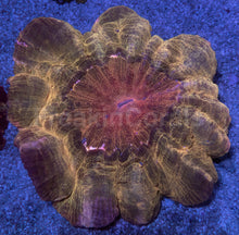 Carregar imagem no visualizador da galeria, Intense Gold Acanthophyllia – Collector Coral