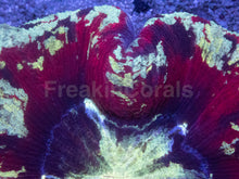 Carregar imagem no visualizador da galeria, ❤️💛💚 Mastergrade Warpaint Wellsophyllia – Collector Coral 💚💛❤️