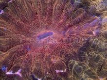Carregar imagem no visualizador da galeria, Intense Gold Acanthophyllia – Collector Coral