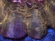 Carregar imagem no visualizador da galeria, Intense Gold Acanthophyllia – Collector Coral
