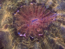 Carregar imagem no visualizador da galeria, Intense Gold Acanthophyllia – Collector Coral