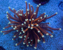 Load image into Gallery viewer, Bronze Halo Torch – Collector Coral