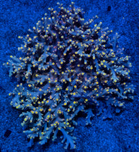 Load image into Gallery viewer, Flaming Sunrise Speciosa