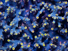 Load image into Gallery viewer, Flaming Sunrise Speciosa