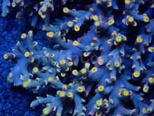 Load image into Gallery viewer, Flaming Sunrise Speciosa