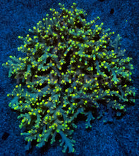 Load image into Gallery viewer, Flaming Sunrise Speciosa