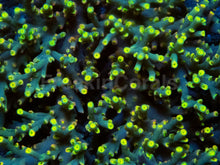 Load image into Gallery viewer, Flaming Sunrise Speciosa