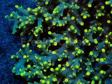 Load image into Gallery viewer, Flaming Sunrise Speciosa