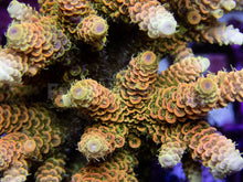 Load image into Gallery viewer, FK Sunset Blaze Millepora Acropora