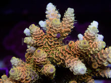 Load image into Gallery viewer, FK Sunset Blaze Millepora Acropora