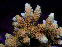 Load image into Gallery viewer, FK Sunset Blaze Millepora Acropora