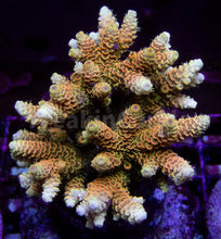 Load image into Gallery viewer, FK Sunset Blaze Millepora Acropora