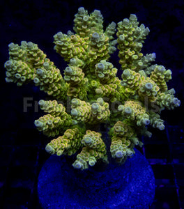 FK Golden Radiance Tenuis Acropora