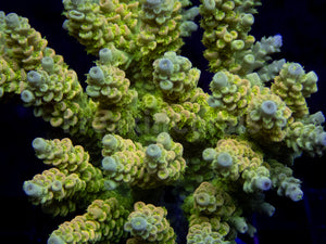 FK Golden Radiance Tenuis Acropora