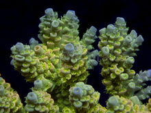 Load image into Gallery viewer, FK Golden Radiance Tenuis Acropora