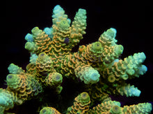 Load image into Gallery viewer, FK Sunset Blaze Millepora Acropora