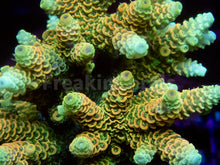 Load image into Gallery viewer, FK Sunset Blaze Millepora Acropora