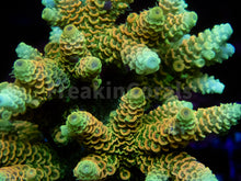 Load image into Gallery viewer, FK Sunset Blaze Millepora Acropora