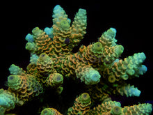 Load image into Gallery viewer, FK Sunset Blaze Millepora Acropora