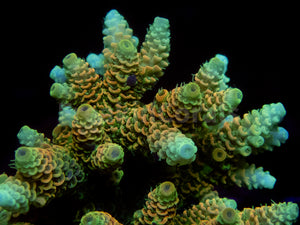 FK Sunset Blaze Millepora Acropora