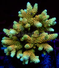 Load image into Gallery viewer, FK Sunset Blaze Millepora Acropora