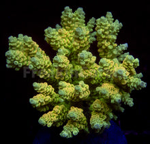 Load image into Gallery viewer, FK Golden Radiance Tenuis Acropora