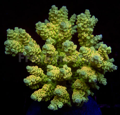 FK Golden Radiance Tenuis Acropora