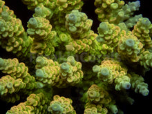 Load image into Gallery viewer, FK Golden Radiance Tenuis Acropora