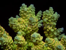 Load image into Gallery viewer, FK Golden Radiance Tenuis Acropora