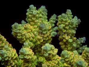 FK Golden Radiance Tenuis Acropora