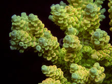 Load image into Gallery viewer, FK Golden Radiance Tenuis Acropora