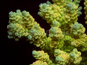 FK Golden Radiance Tenuis Acropora