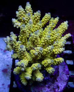 FK Walt Disney Tenuis Acropora