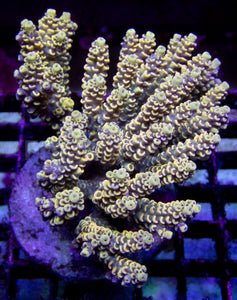 FK Golden Eclipse Tenuis Acropora