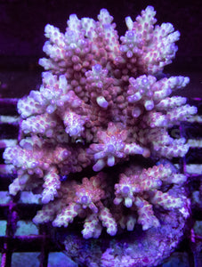 FK Aurora Prism Microclados Acropora