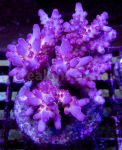 FK Scarlet Halo Acropora (Signature Coral)