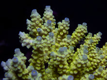 Load image into Gallery viewer, FK Walt Disney Tenuis Acropora