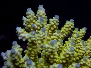 FK Walt Disney Tenuis Acropora