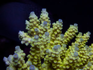 FK Walt Disney Tenuis Acropora