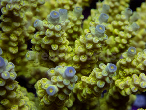 FK Walt Disney Tenuis Acropora