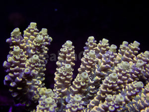 FK Golden Eclipse Tenuis Acropora