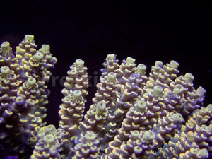 FK Golden Eclipse Tenuis Acropora