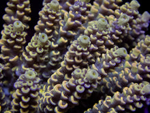 Carregar imagem no visualizador da galeria, FK Golden Eclipse Tenuis Acropora