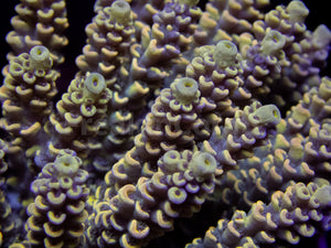 FK Golden Eclipse Tenuis Acropora