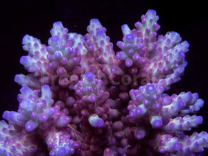 FK Aurora Prism Microclados Acropora