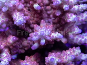 FK Aurora Prism Microclados Acropora