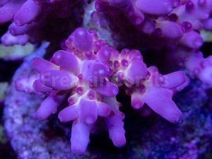 FK Scarlet Halo Acropora (Signature Coral)