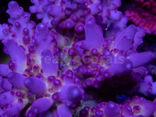 Load image into Gallery viewer, FK Scarlet Halo Acropora (Signature Coral)